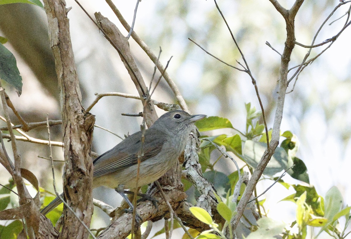 Gray Shrikethrush - ML643265948