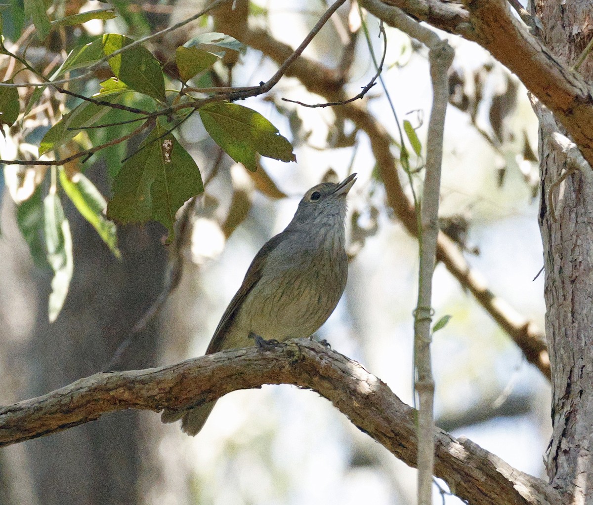 Gray Shrikethrush - ML643265949