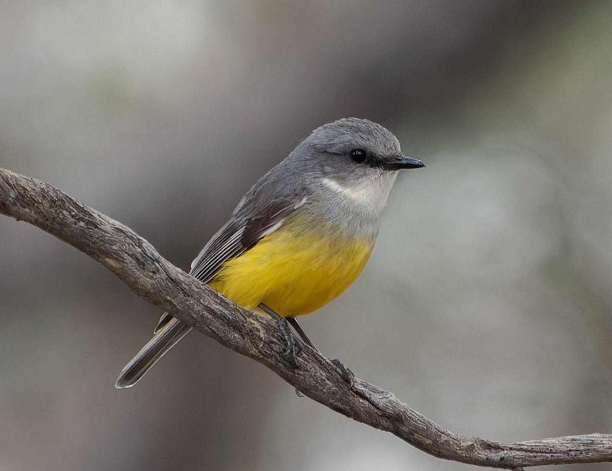 Western Yellow Robin - ML643265951