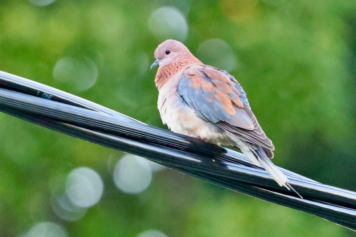 Өөдсөн хүүрзгэнэ - ML643265952