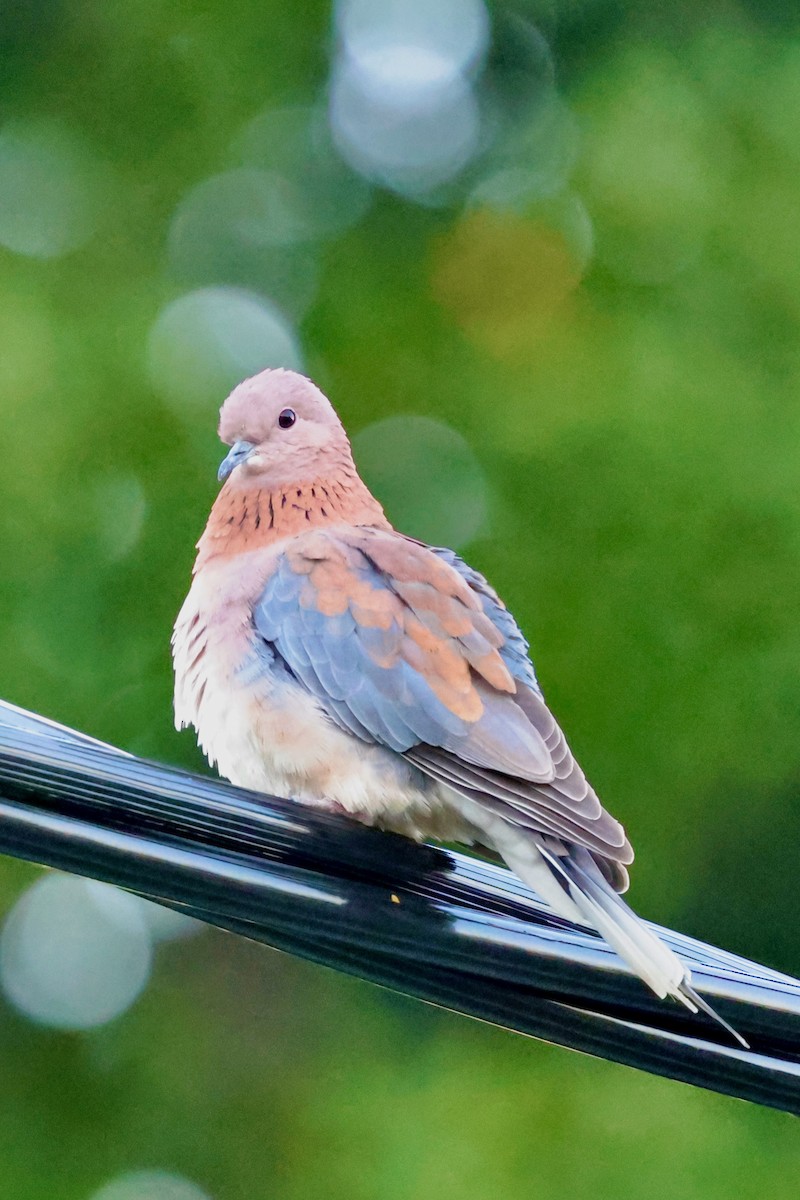 Өөдсөн хүүрзгэнэ - ML643265955