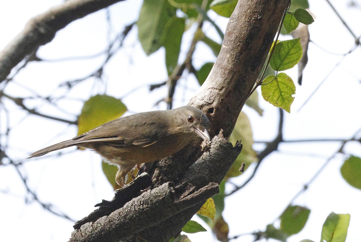 Little Shrikethrush (Rufous) - ML643265956