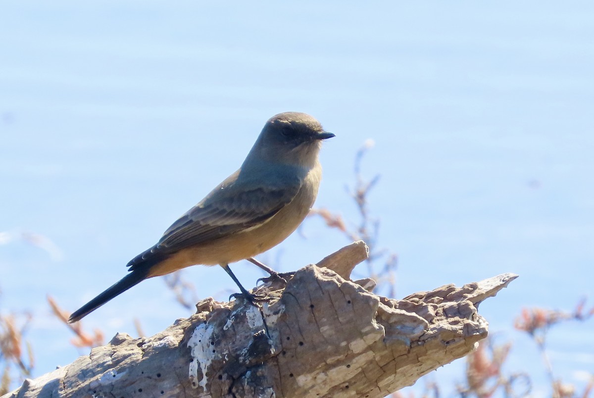 Say's Phoebe - ML643265961