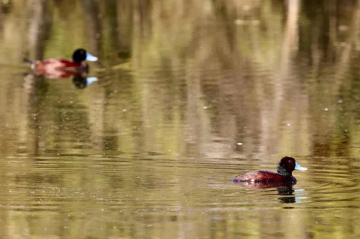 Blue-billed Duck - ML643265970