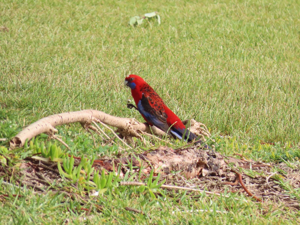 Rosella cremisi - ML643265973