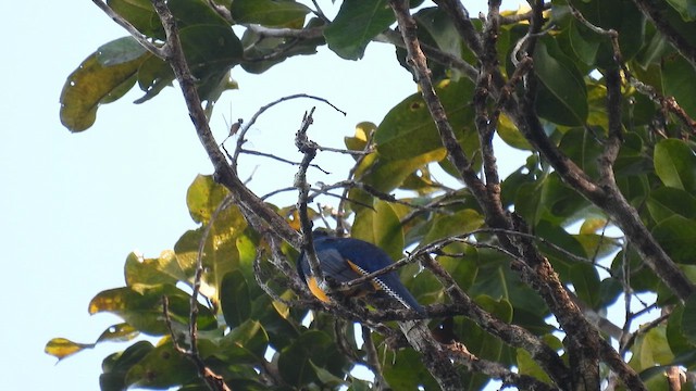 Trogon violacé - ML643265988