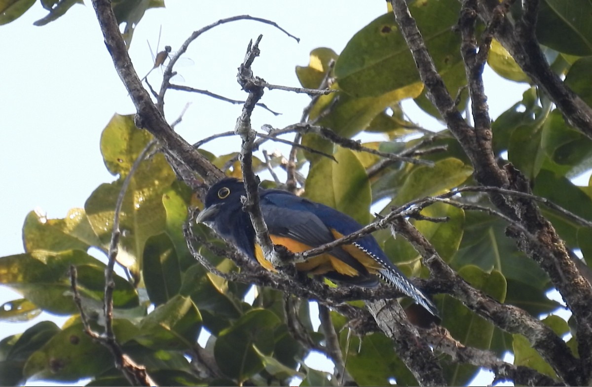 Guianan Trogon - ML643265991