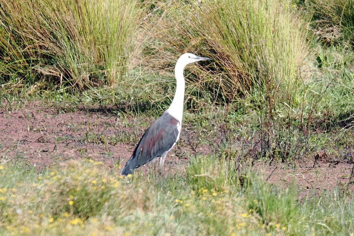 Pacific Heron - ML643265992