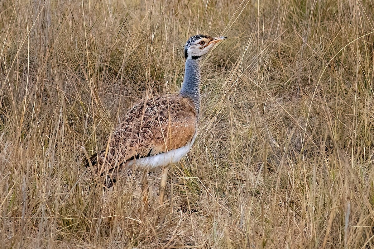 White-bellied Bustard - ML643265993