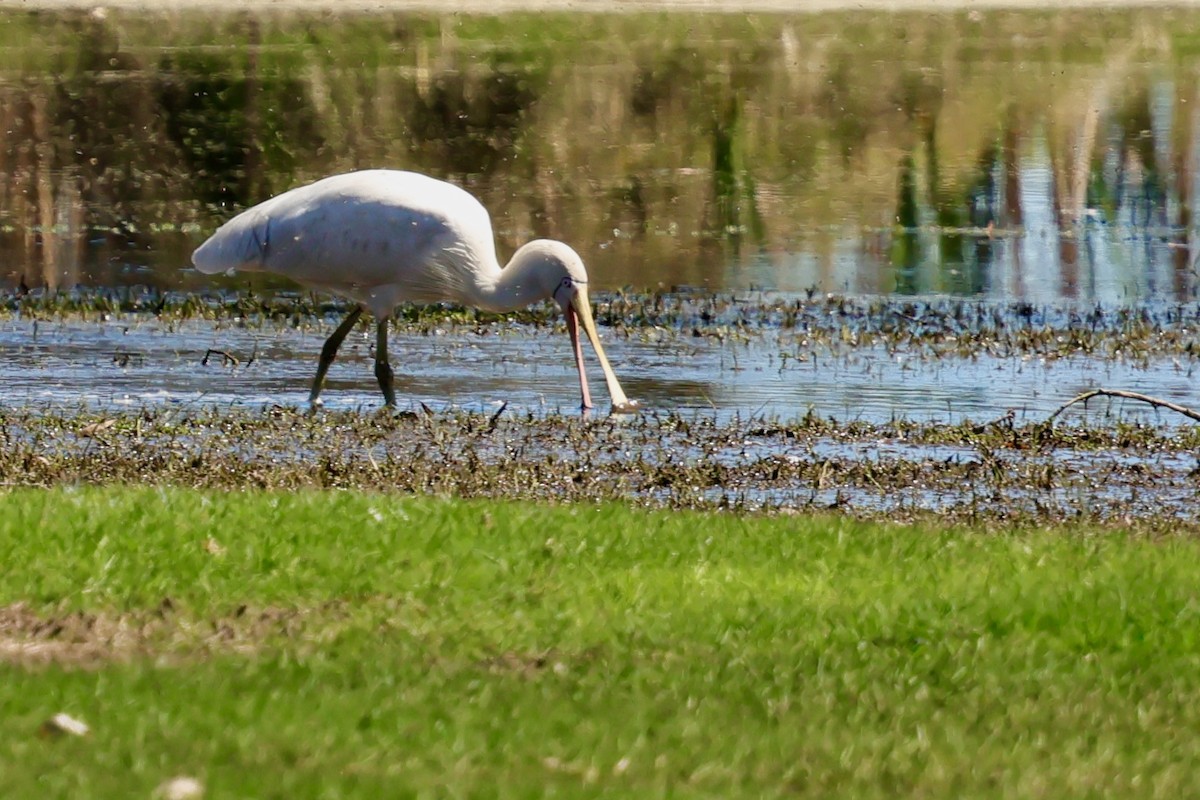 gulnebbskjestork - ML643266031