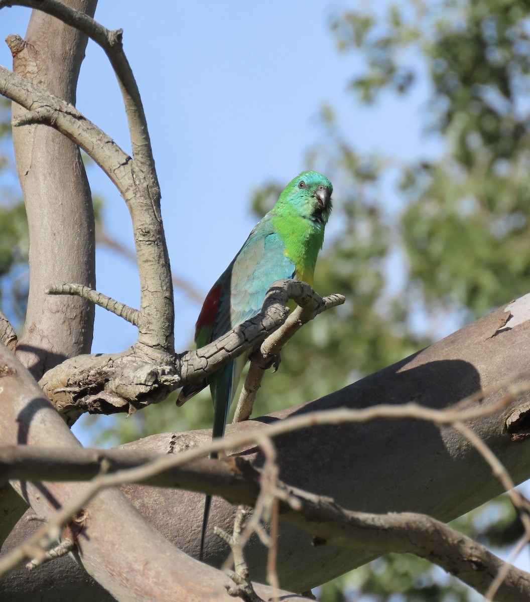 Red-rumped Parrot - ML643266043