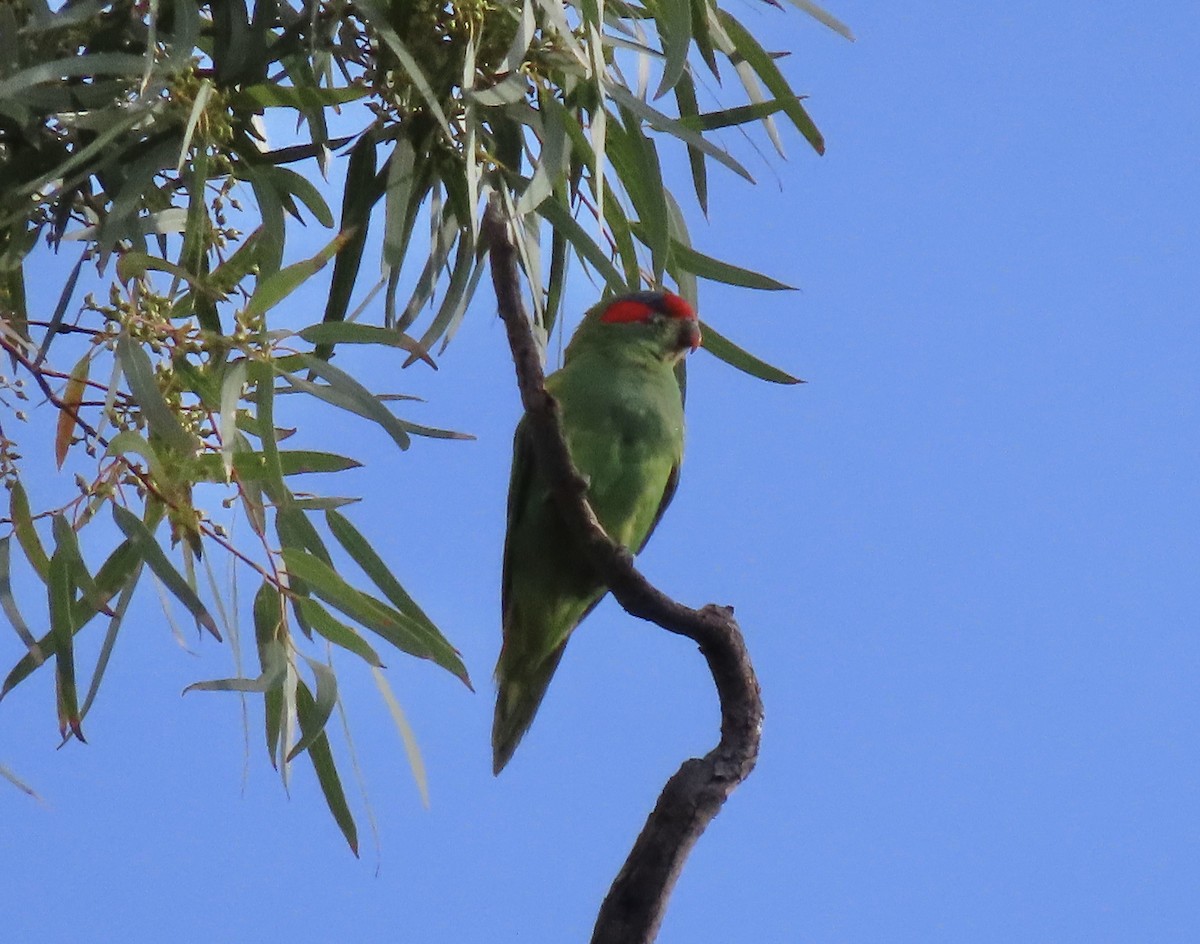 Musk Lorikeet - ML643266073