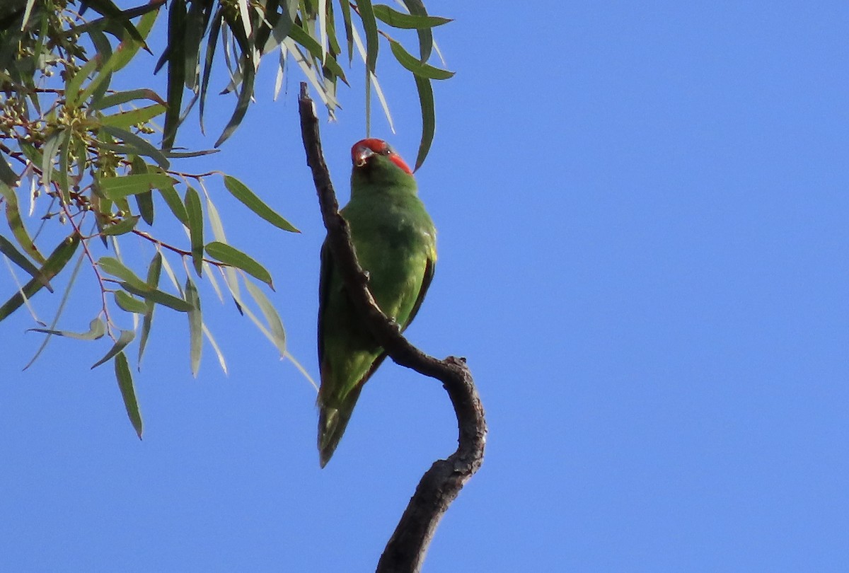 Musk Lorikeet - ML643266074