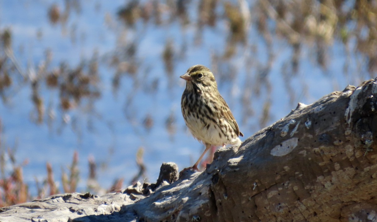 Savannah Sparrow - ML643266093