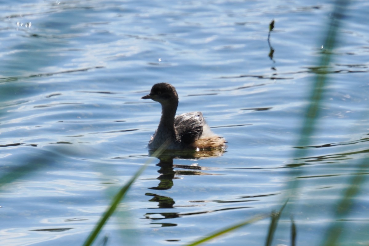 Australasian Grebe - ML643266096