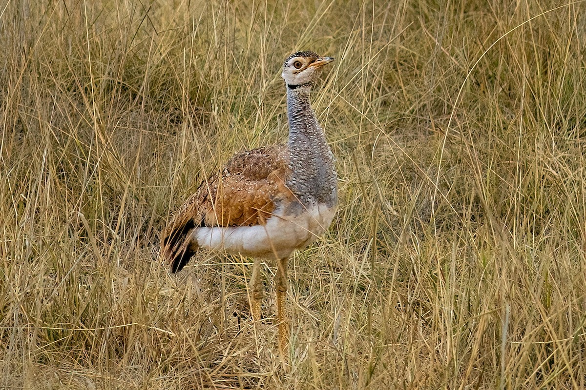 White-bellied Bustard - ML643266097