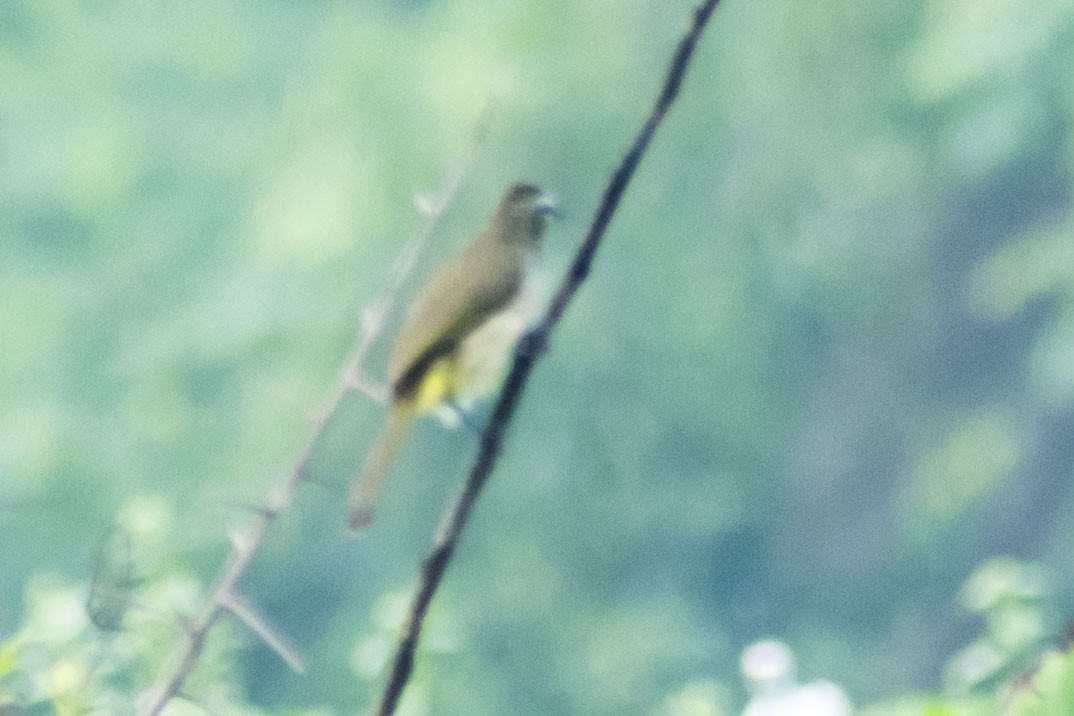 White-browed Bulbul - ML643266138