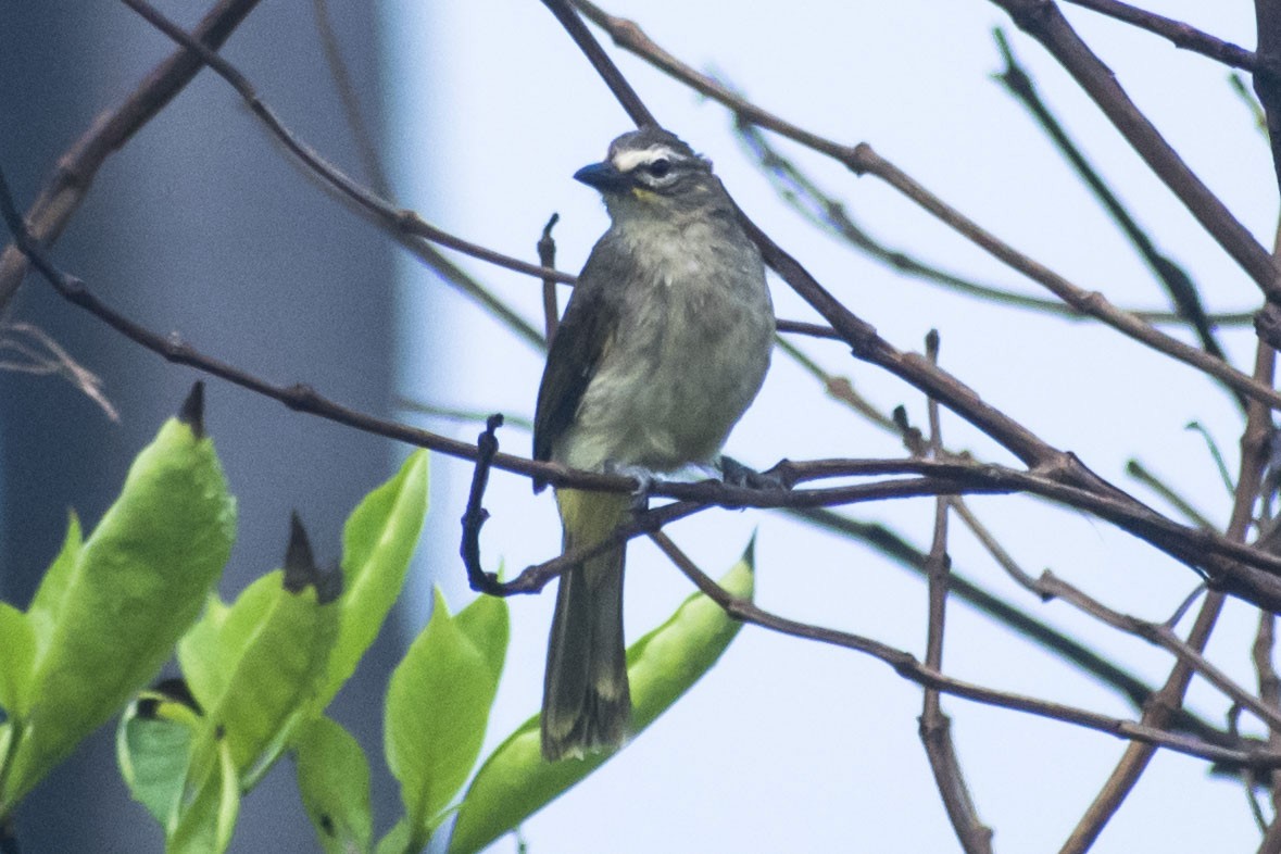 White-browed Bulbul - ML643266139