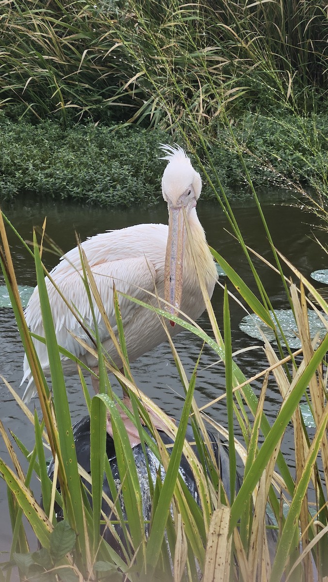 Great White Pelican - ML643266149