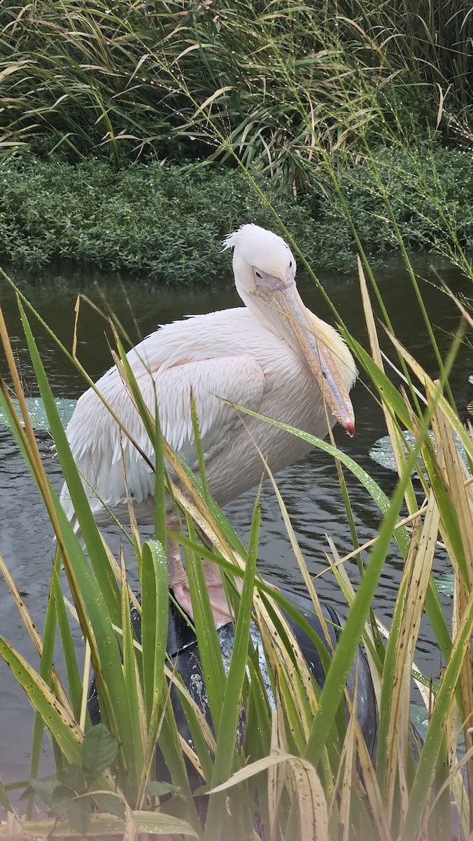 Great White Pelican - ML643266153