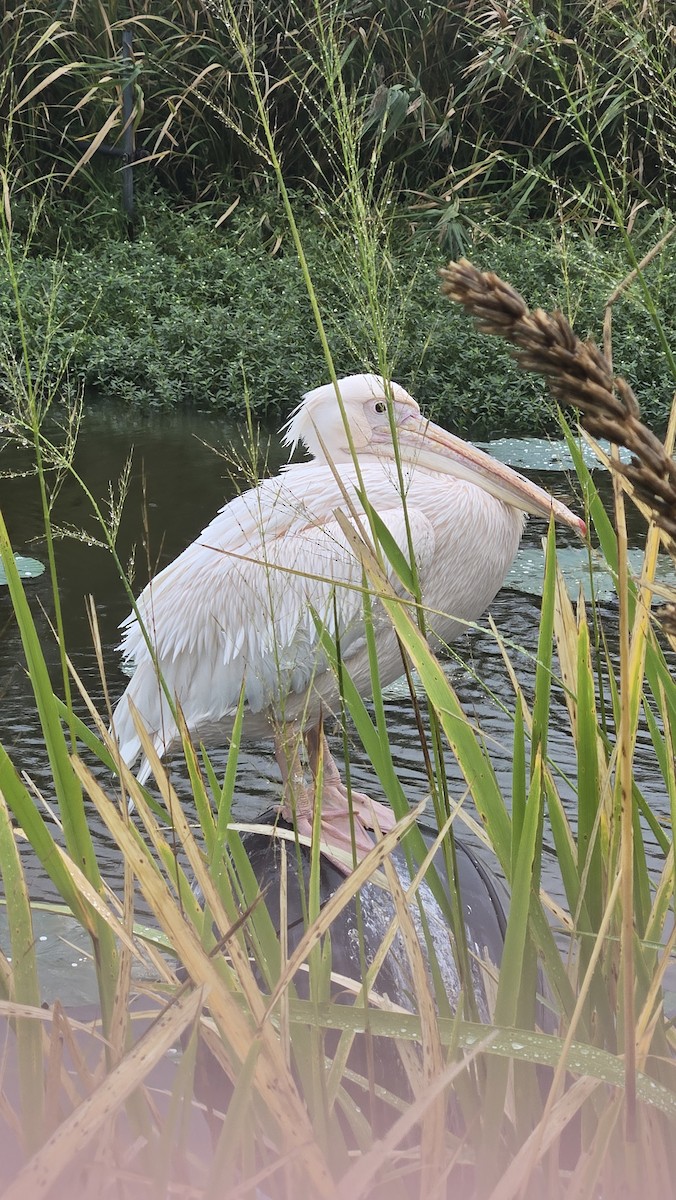 Great White Pelican - ML643266154