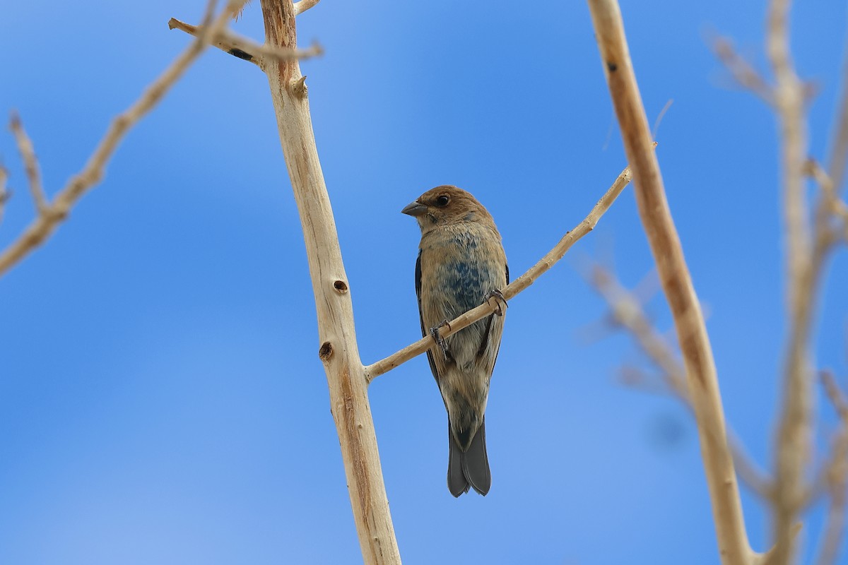Indigo Bunting - ML643266162