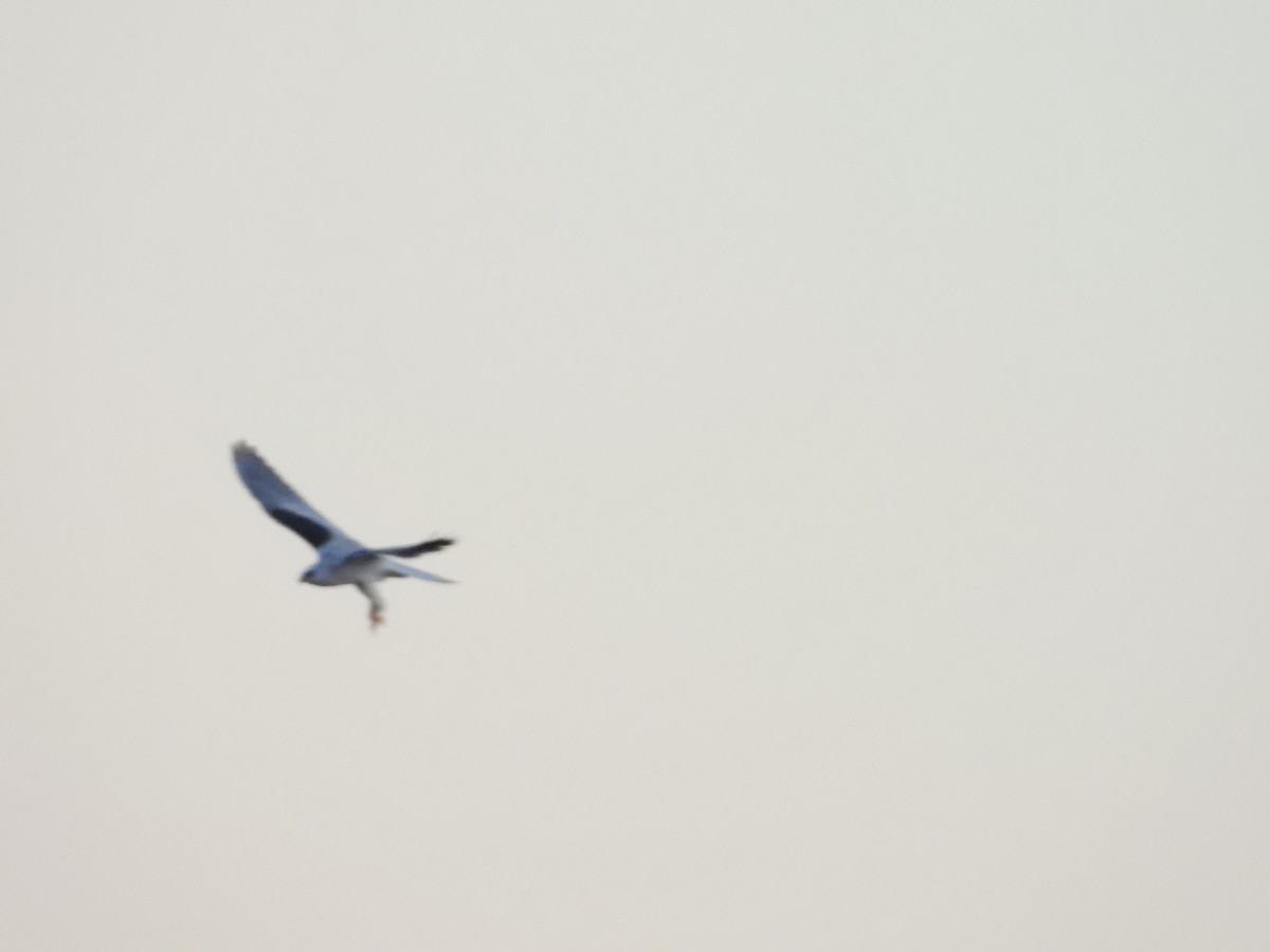 White-tailed Kite - ML643266163