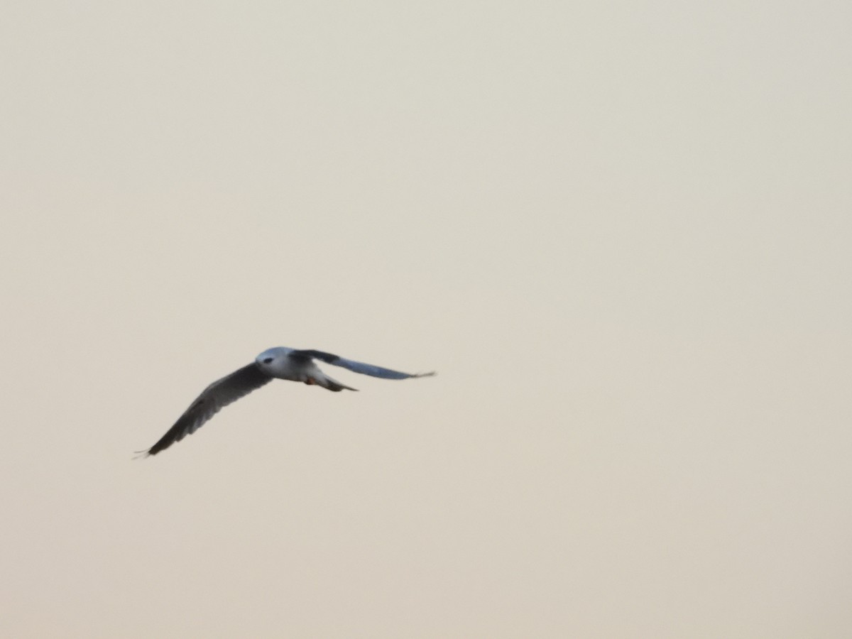 White-tailed Kite - ML643266168
