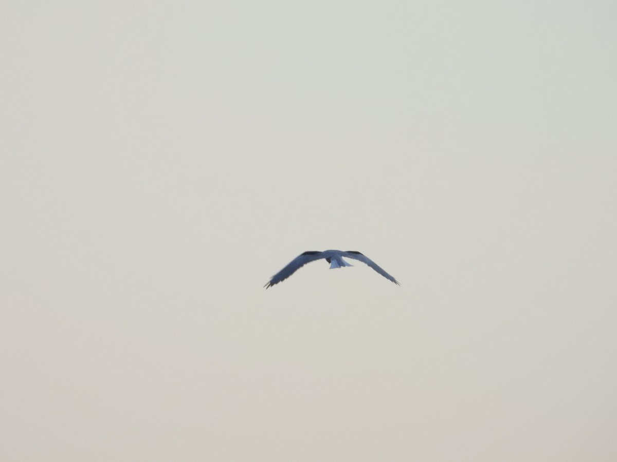 White-tailed Kite - ML643266169