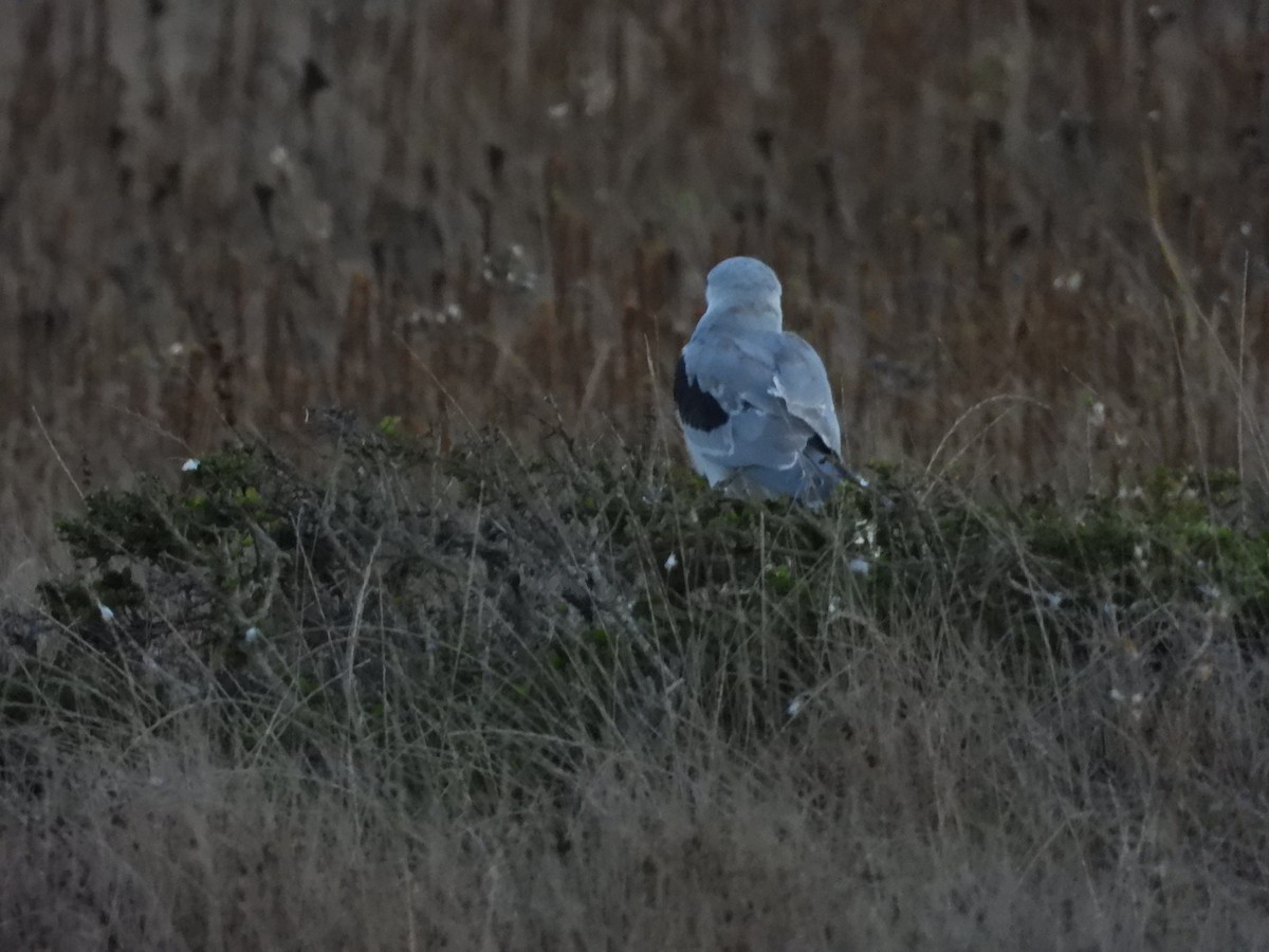 White-tailed Kite - ML643266171