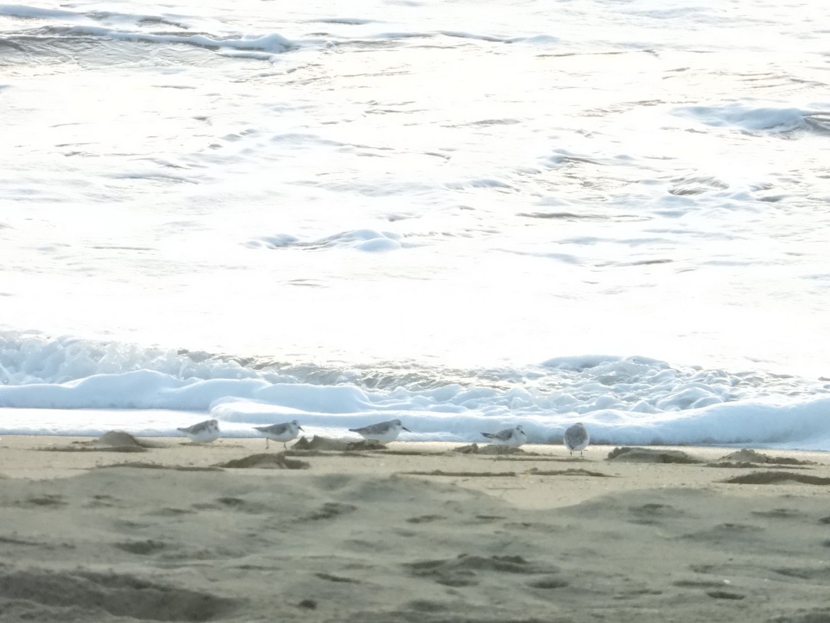 Sanderling - ML643266175