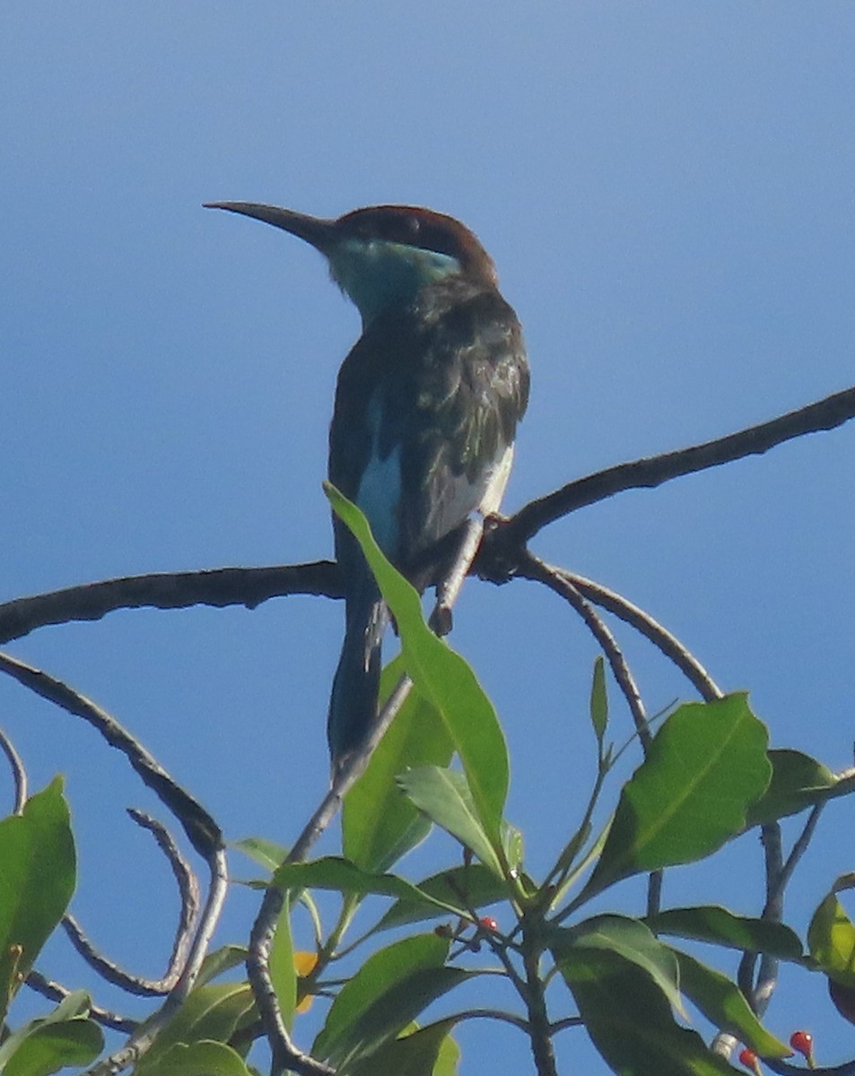 Blue-throated Bee-eater - ML643266177