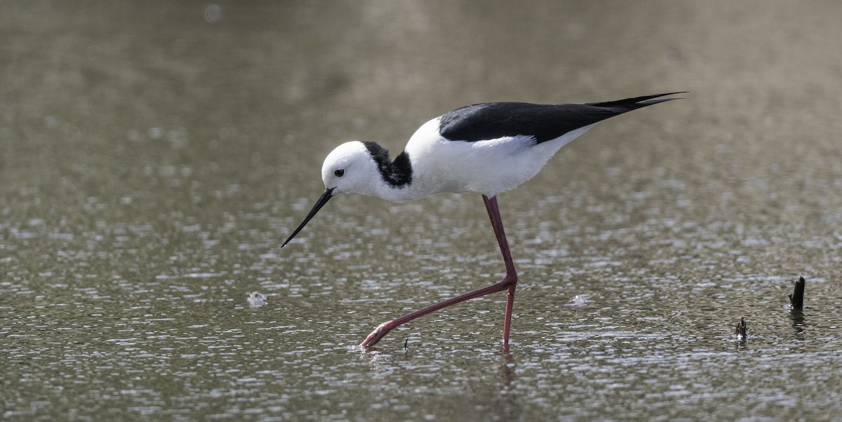 Pied Stilt - ML643266179