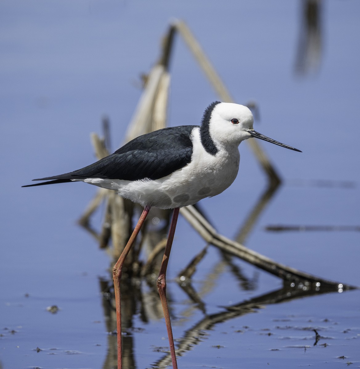 Pied Stilt - ML643266180