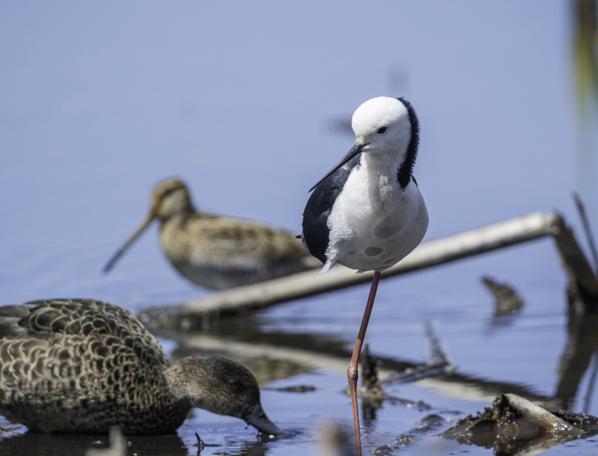 Pied Stilt - ML643266181