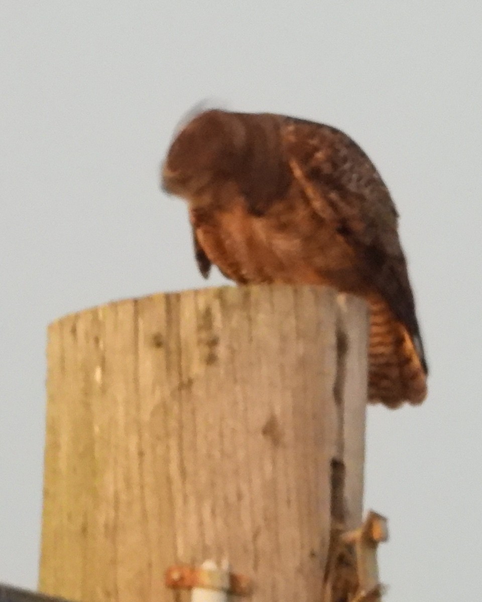 Great Horned Owl - ML643266189