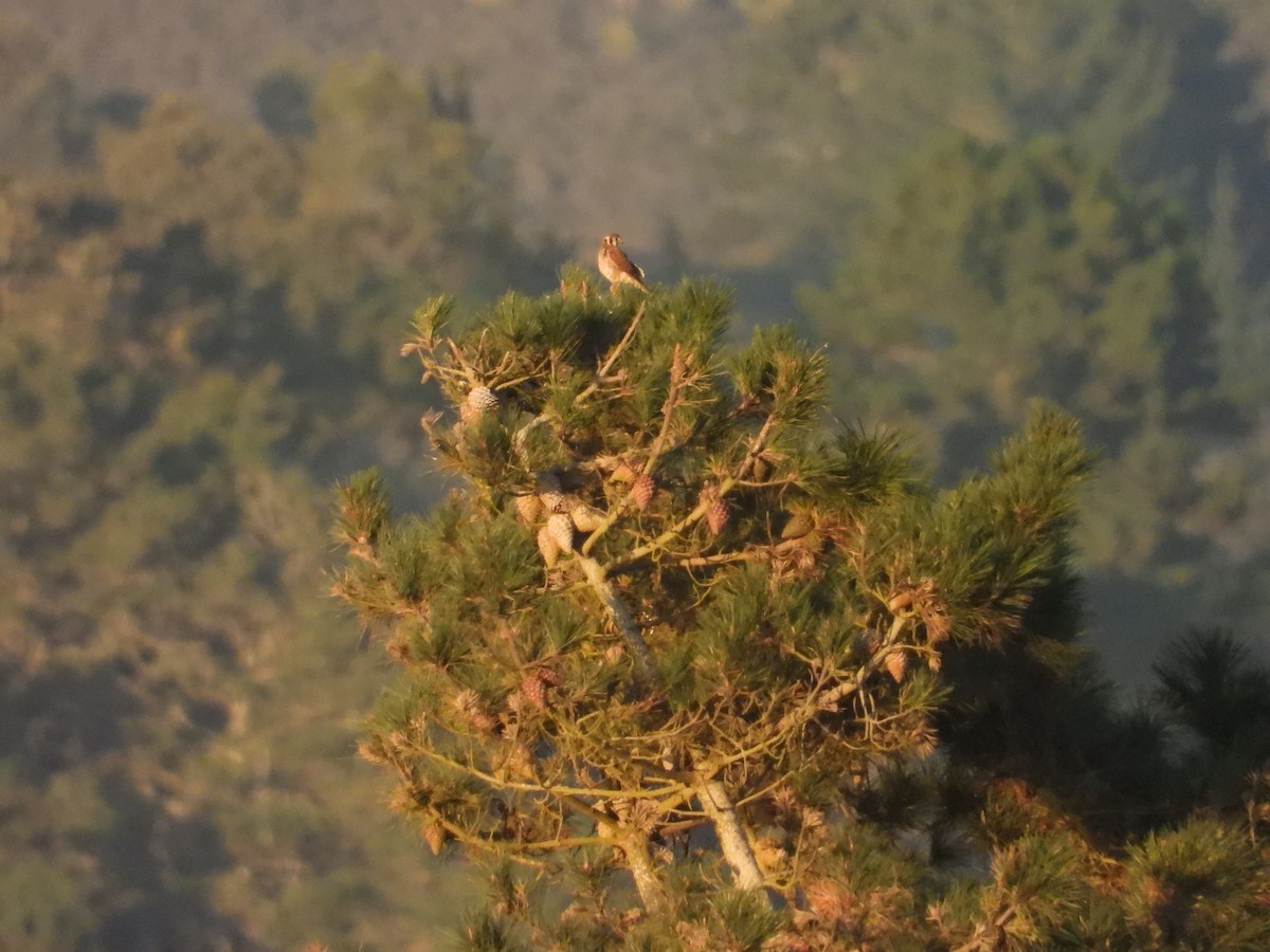 American Kestrel - ML643266190