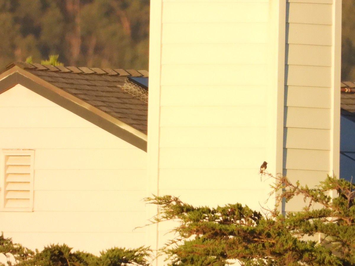 Black Phoebe - ML643266191