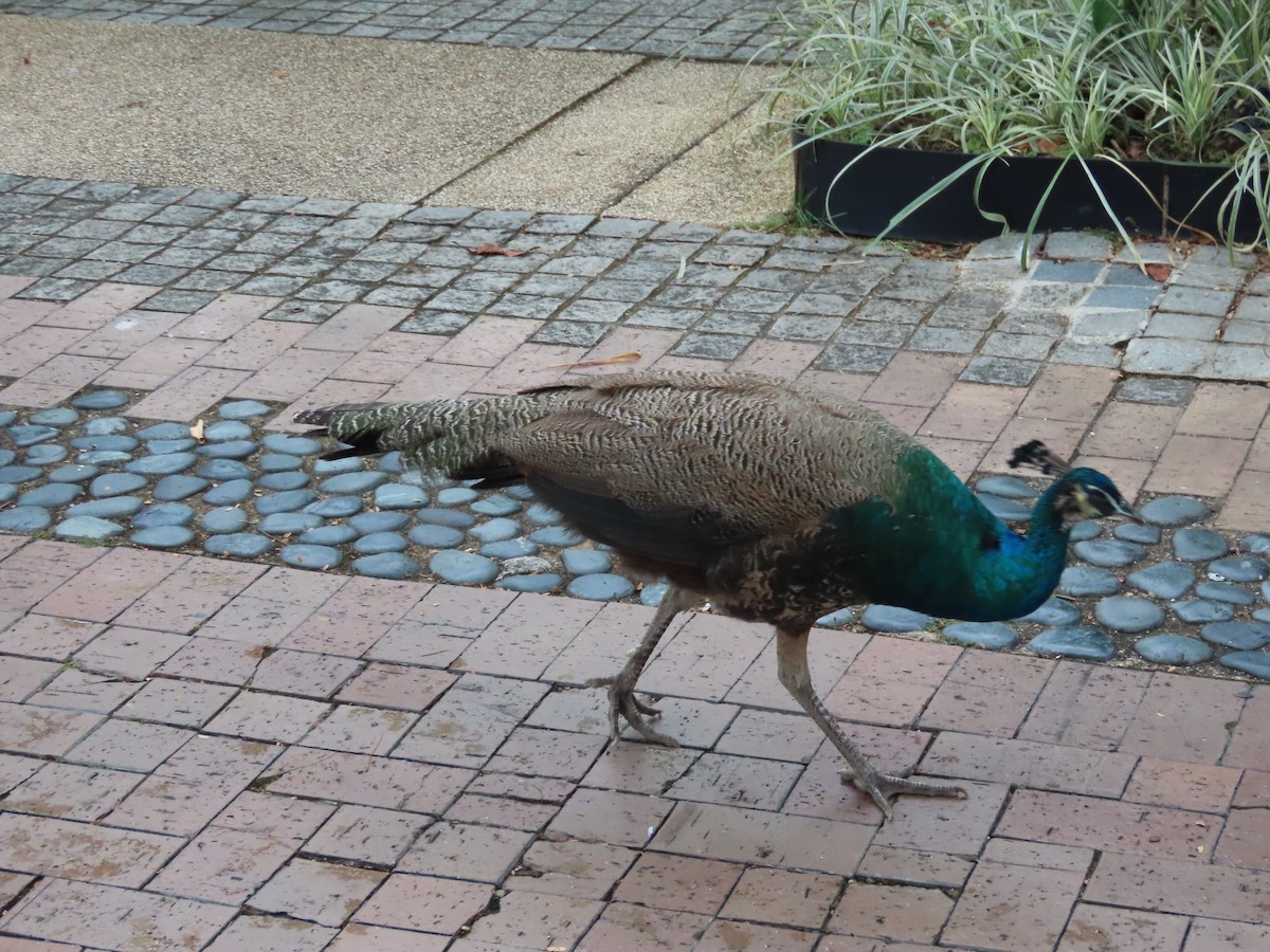 Indian Peafowl (Domestic type) - ML643266204