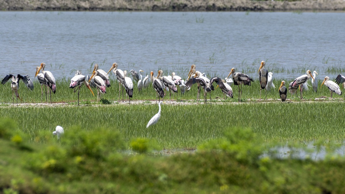 Painted Stork - ML643266205