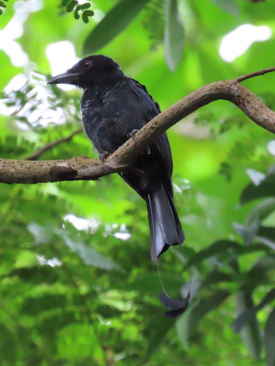 Greater Racket-tailed Drongo - ML643266206