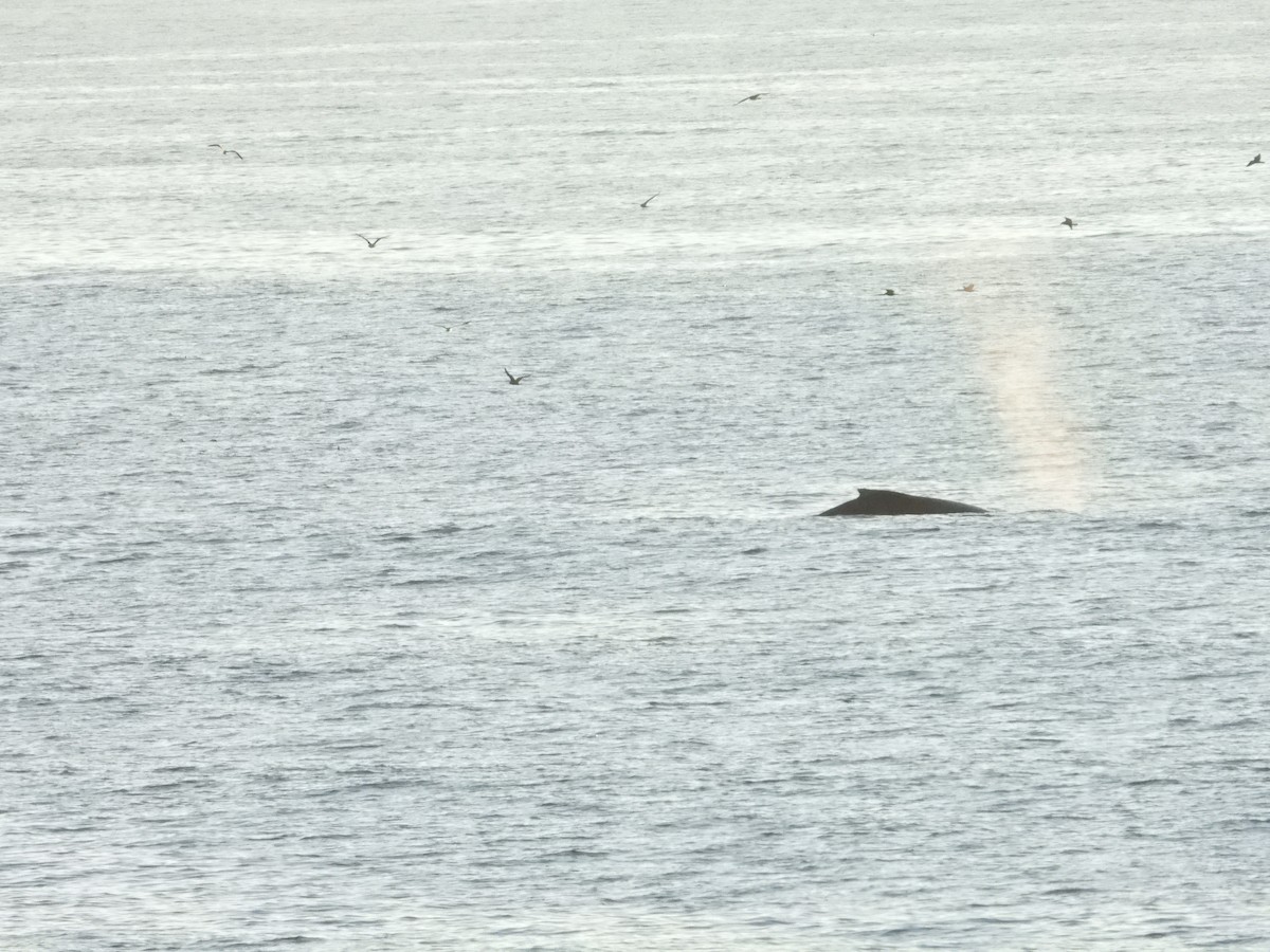 Humpback Whale - ML643266208