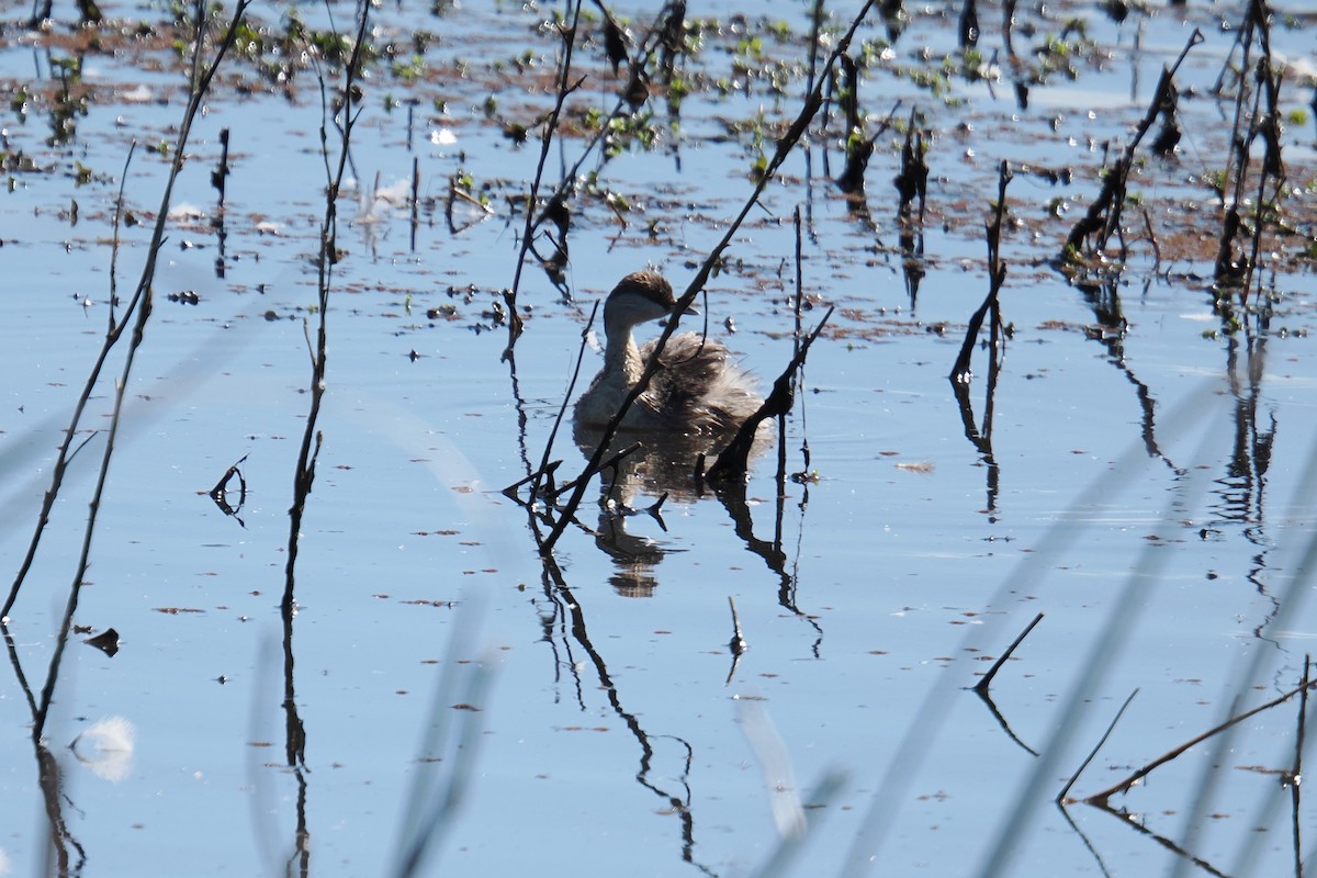 Hoary-headed Grebe - ML643266209