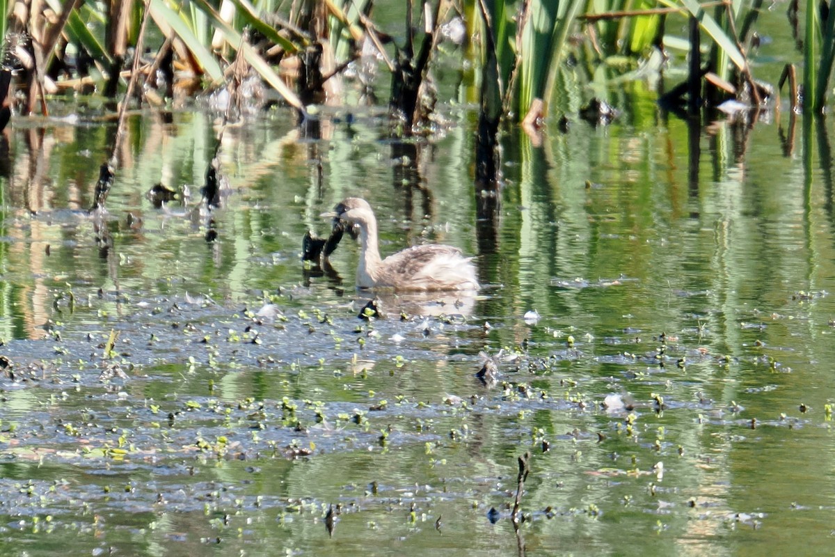 Hoary-headed Grebe - ML643266210