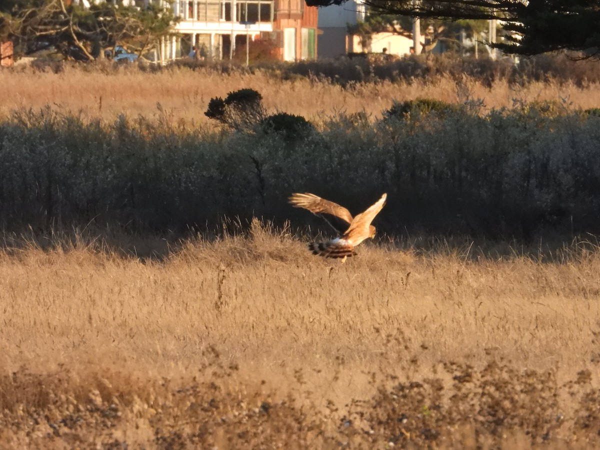 Northern Harrier - ML643266211