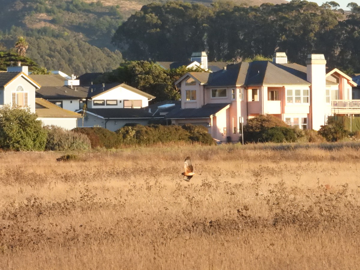 Northern Harrier - ML643266212