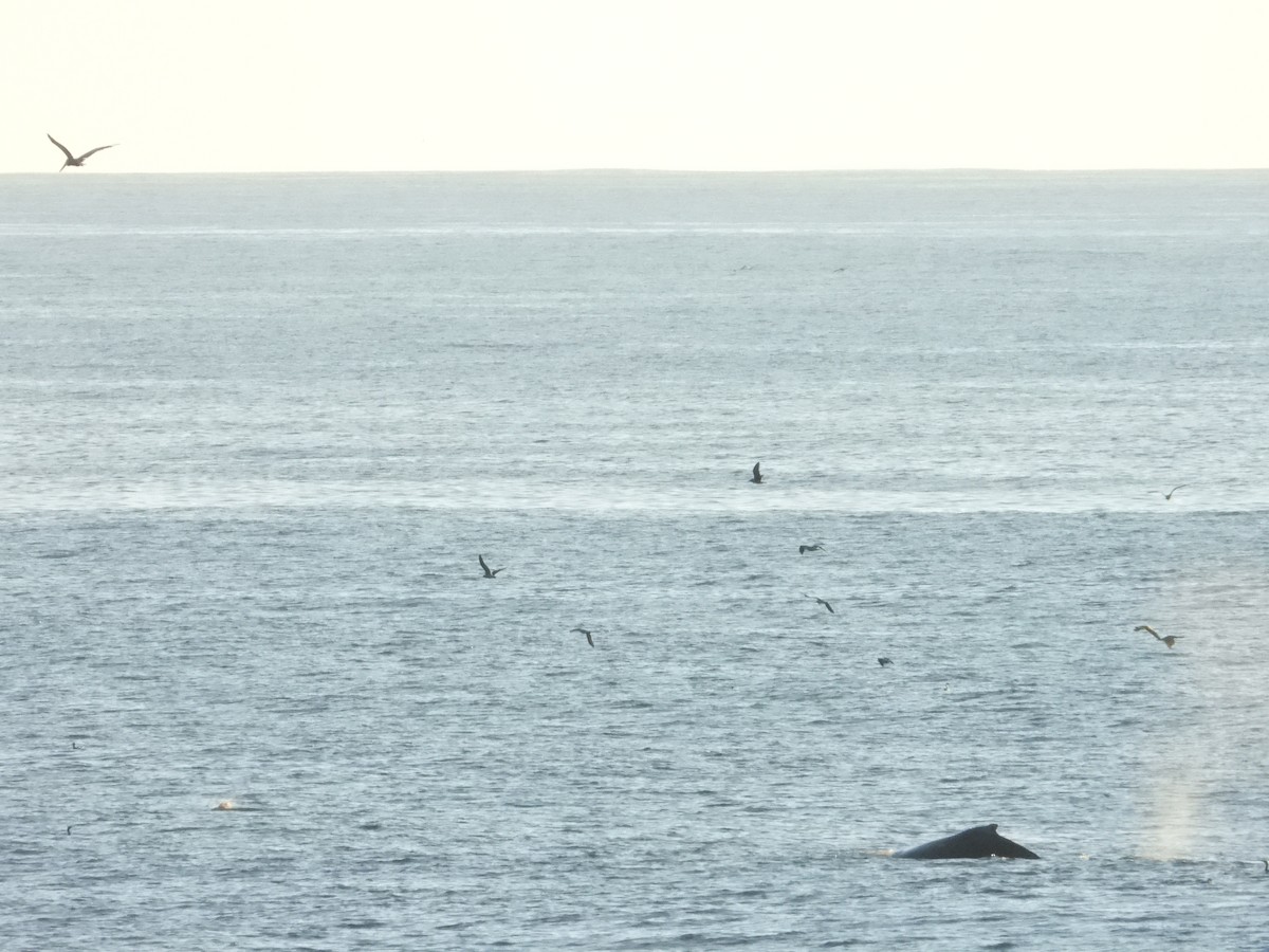 Humpback Whale - ML643266213