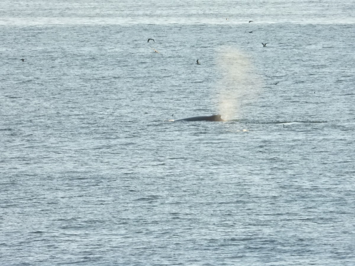 Animals - ML643266215