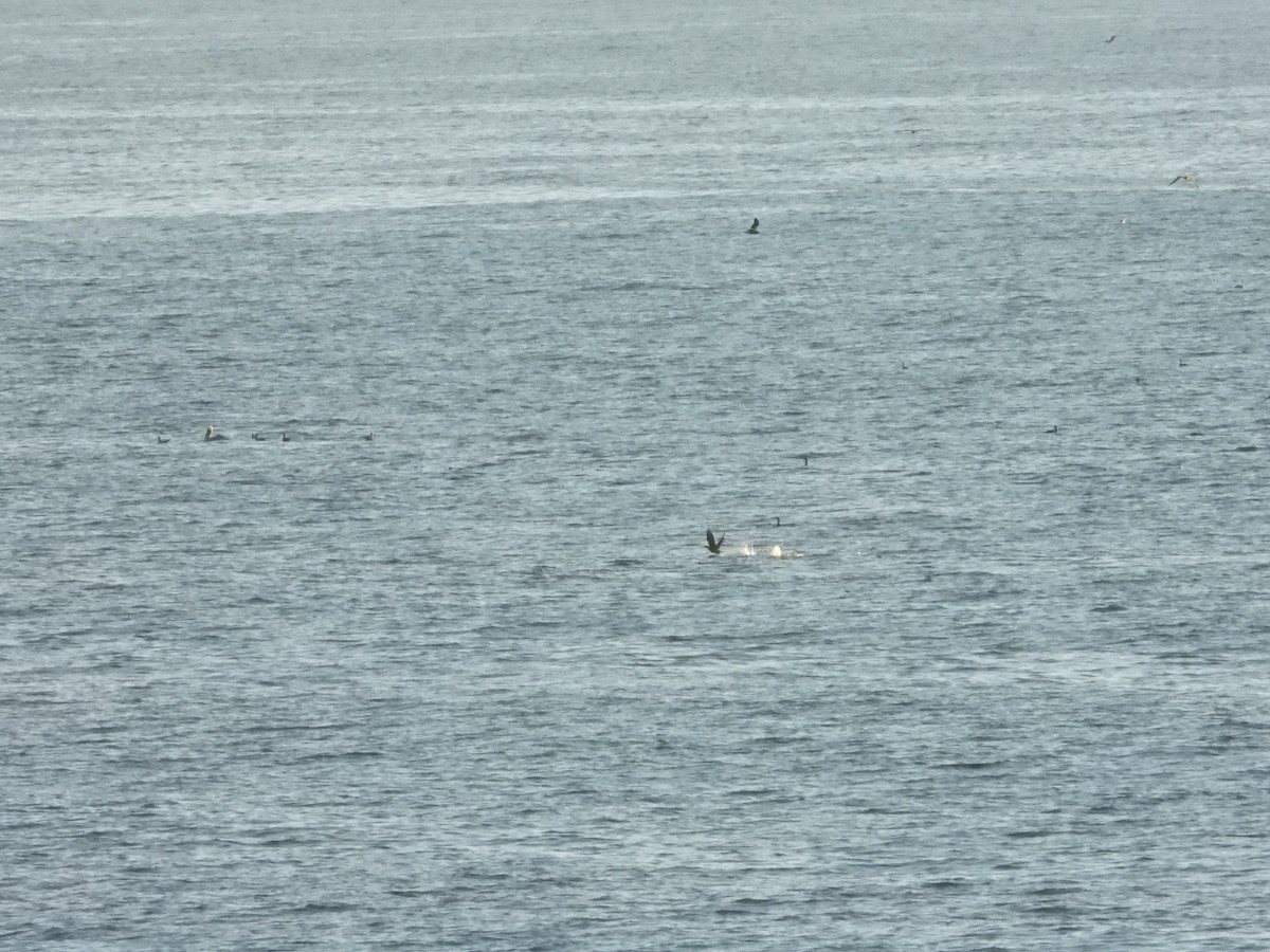 Brandt's Cormorant - ML643266216