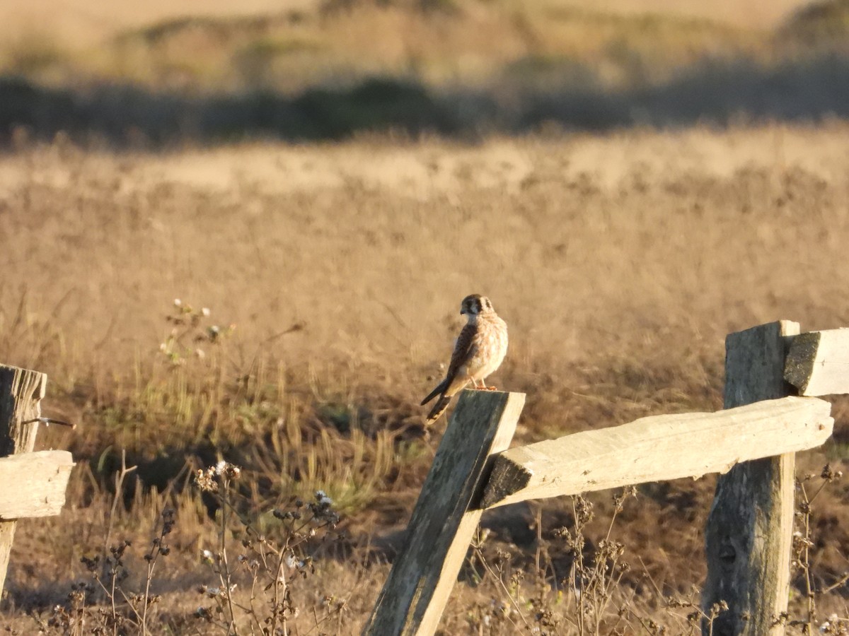 American Kestrel - ML643266217